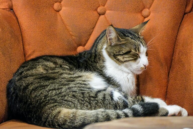 How to Plan a Restful Day Off at Home for Maximum Relaxation